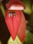 Musa rubinea - espécie de bananeira - China (WWF/Efe)