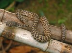 Serpente Oligodon - Vietnã (WWF/Efe)