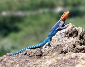 Red-headed_Rock_Agama